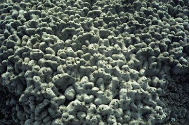 Click to see galapmisc2.JPG