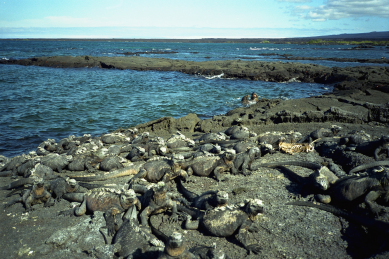 Click to see miguana3.JPG