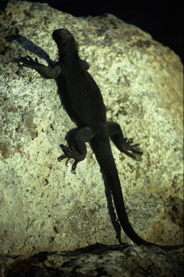 Click to see miguana4.JPG