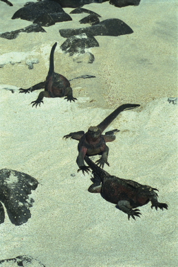 Click to see miguana6.JPG