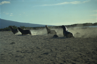 Click to see seal02.JPG