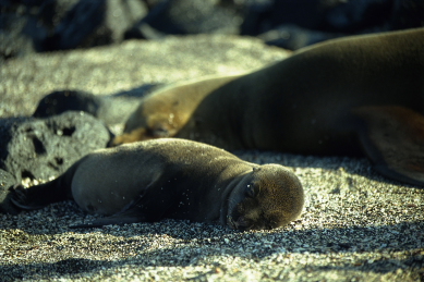 Click to see seal03.JPG