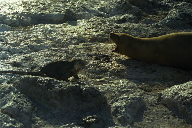 Click to see seal06.JPG