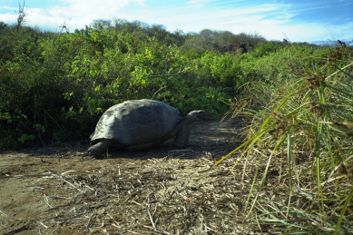 Click to see tortoise1.JPG